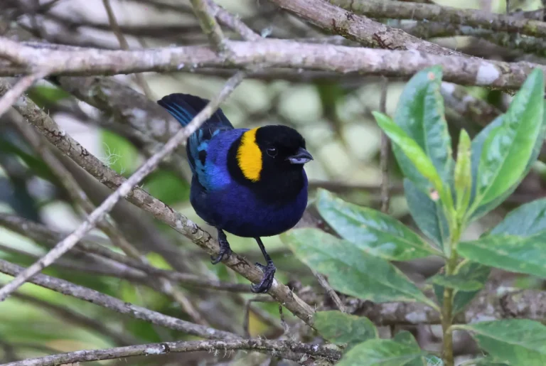 Top 10 Endemic Birds to See in Peru (2026 Guide for Birders & Wildlife Photographers)