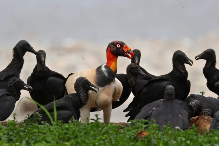 The Ultimate 2026 Guide to Birding the Manu Road: From the Andes to the Amazon
