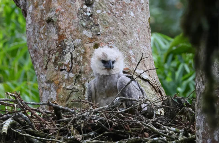 Manu National Park vs. Tambopata National Reserve: Which is Better for Birding in Peru?